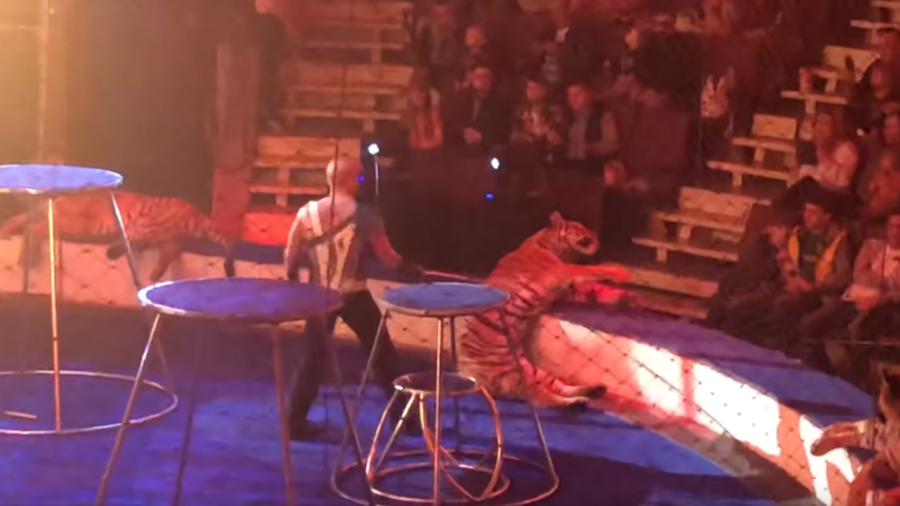Tiger suffers seizure and freezes during performance at Russian circus (VIDEO)