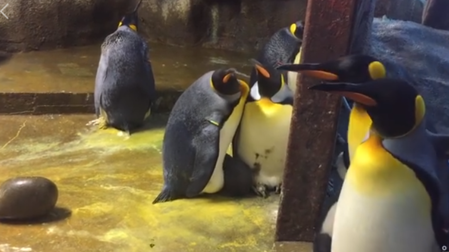 Gay penguin couple snatch chick from parents at Denmark zoo (VIDEO)