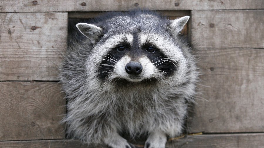 ‘Pied Piper of New York’ charms his merry band of… raccoons (VIDEO)