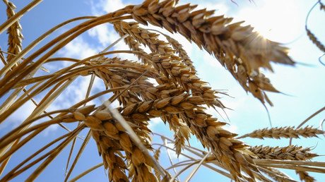 From Russia with wheat: Exports by global grain superpower soar 80%
