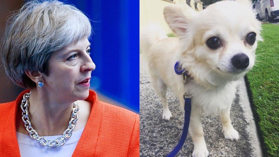 Brexit in the doghouse: 'Thousands' of good boys to march on Westminster for ‘Wooferendum’ 