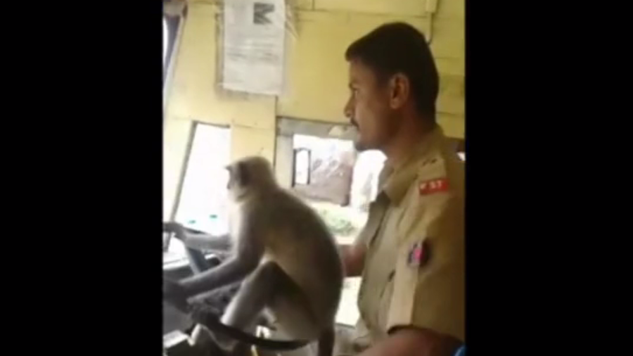 Monkey bus-ness: Driver in India suspended after letting animal behind the wheel (VIDEO)