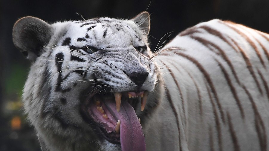 ‘We plan not to kill Riku’: Rare white tiger spared death after fatally mauling zookeeper 