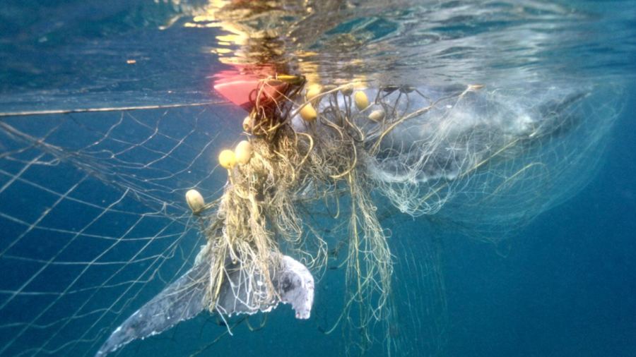 ‘Distressing’: Rescuers save calf ‘enveloped’ in shark net (VIDEO)