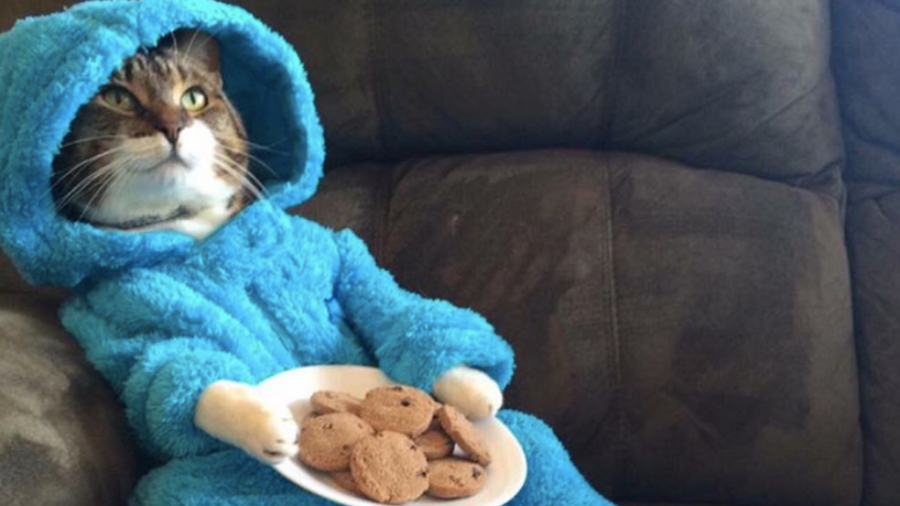 Oh crumbs! Cookie Monster cat invite sent in error, says US Embassy