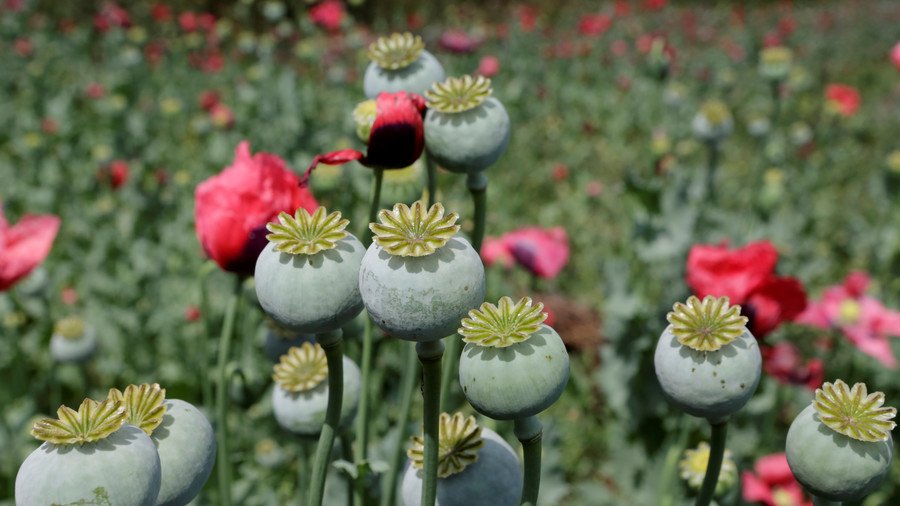 Flower power: Russian govt mulls bill to lift poppy plant production ban to grow for medical use
