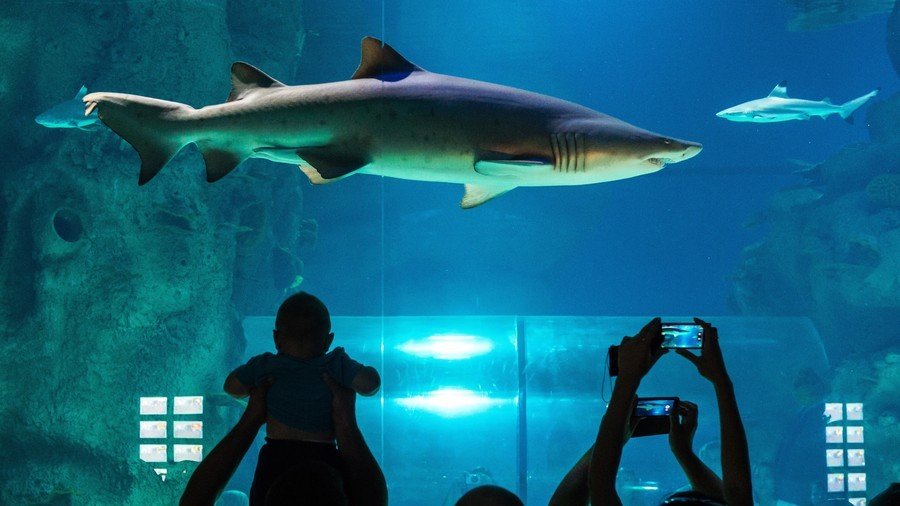 Naked man dives into shark tank for perilous swim at Toronto aquarium (VIDEO)