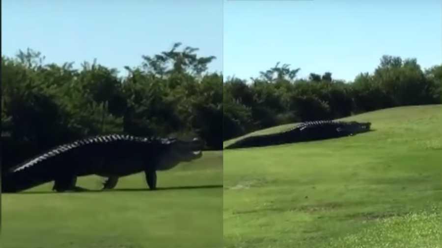 Chubbs is back! WATCH gigantic 15ft alligator roam Florida golf course