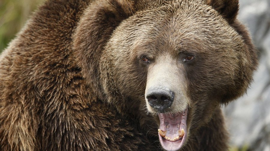 Momma grizzly bear charges man as his family looks on in horror (VIDEO)