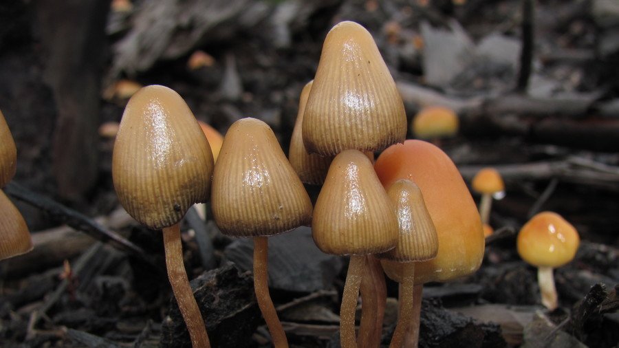Shroom for improvement: FDA lists psychedelic drugs as ‘breakthrough therapy’ for depression