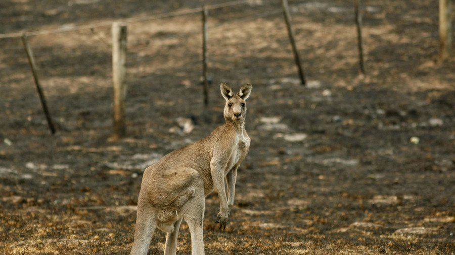 Manic marsupial: Aussie cops plunge into sea to rescue drowning kangaroo (VIDEO)