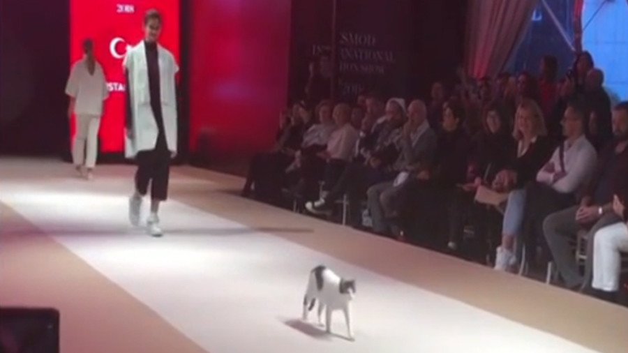 ‘Cat Moss’? Fashionable feline owns the ‘catwalk’ during Turkish runway show (VIDEO)