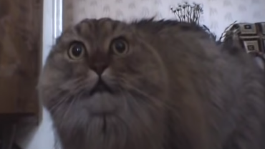 Internet-famous NoNoNoNo Cat dies at 15 (VIDEOS)