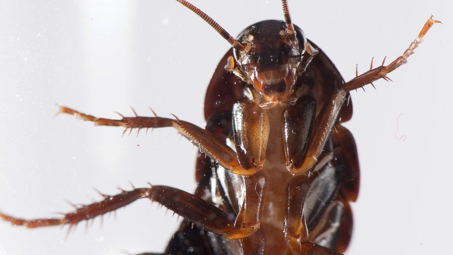 Kung fu fighting cockroaches fend off wasps with lightning-fast kicks (VIDEO)