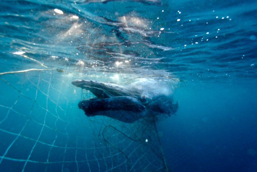 ‘Distressing’: Rescuers save calf ‘enveloped’ in shark net (VIDEO) — RT ...