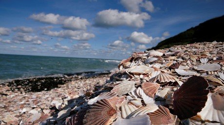 Acidified oceans are dissolving the protective shields of large shellfish - study