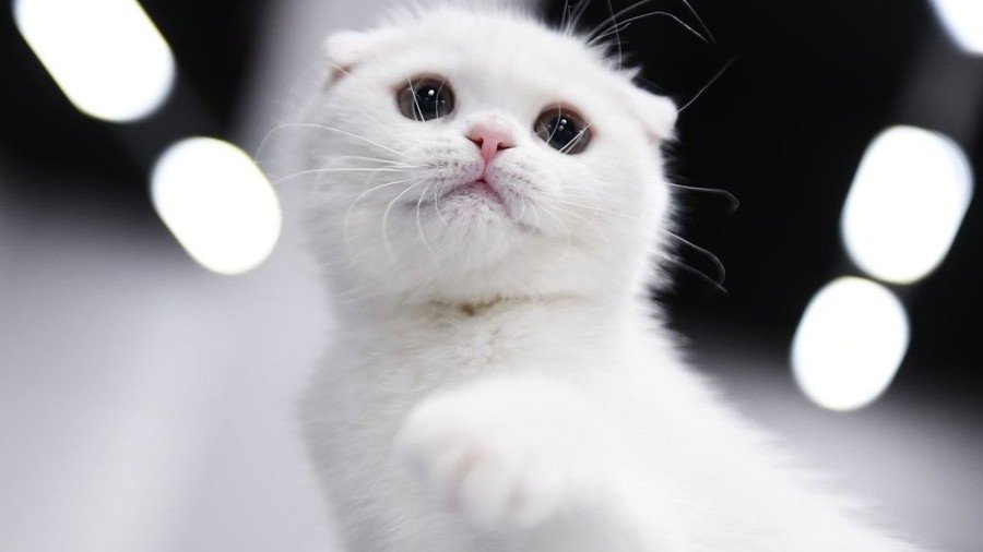 ‘Golden’ kitten saves debt-laden animal shelter in southern Russia