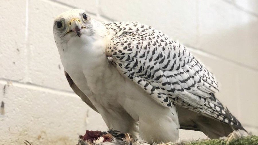 Prank gone wrong: US military academy embarrassed after cadets kidnap & injure rivals’ mascot falcon