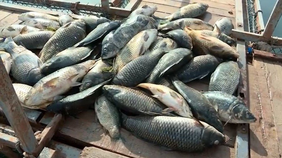 Grotesque dead fish find fuels fears over Iraq water quality (VIDEO)