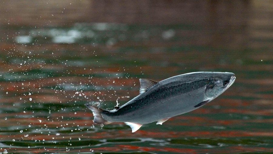 Any fin is possible: Speeding salmon make waves on flooded road (VIDEO)