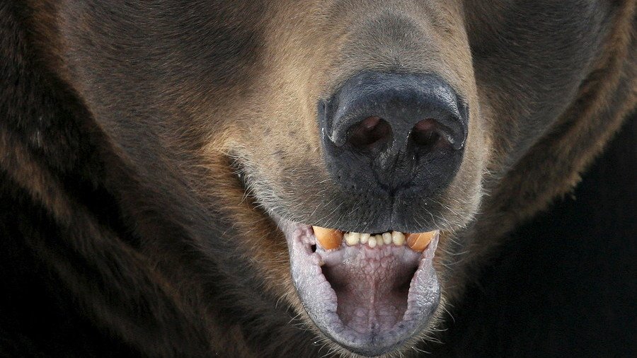 Brave 15yo boy sacrifices himself while saving little cousin from bear in Russia