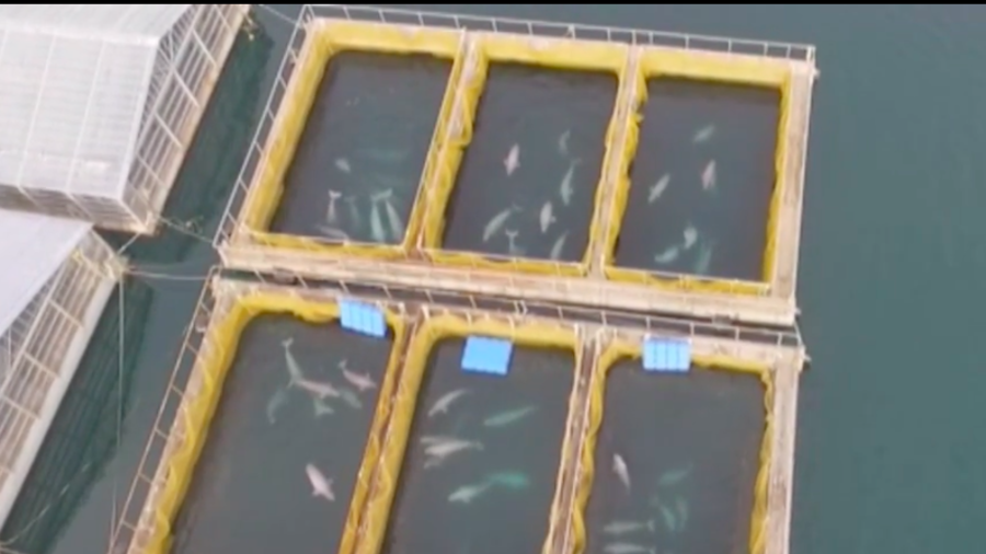 Dirty business: Inside a ‘whale prison’ for captured orcas & belugas (VIDEO) 