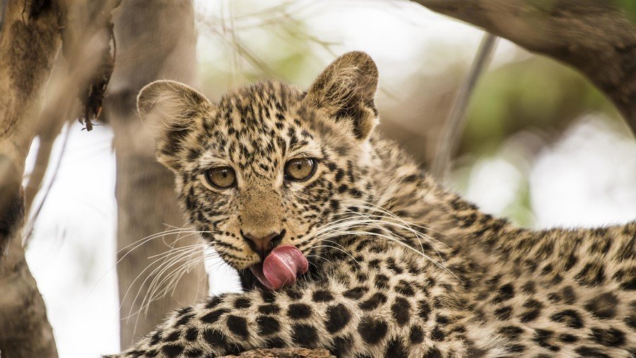 ‘Big CAT?!’ Taxi driver shocked as a passenger brings LEOPARD in cab (VIDEO)