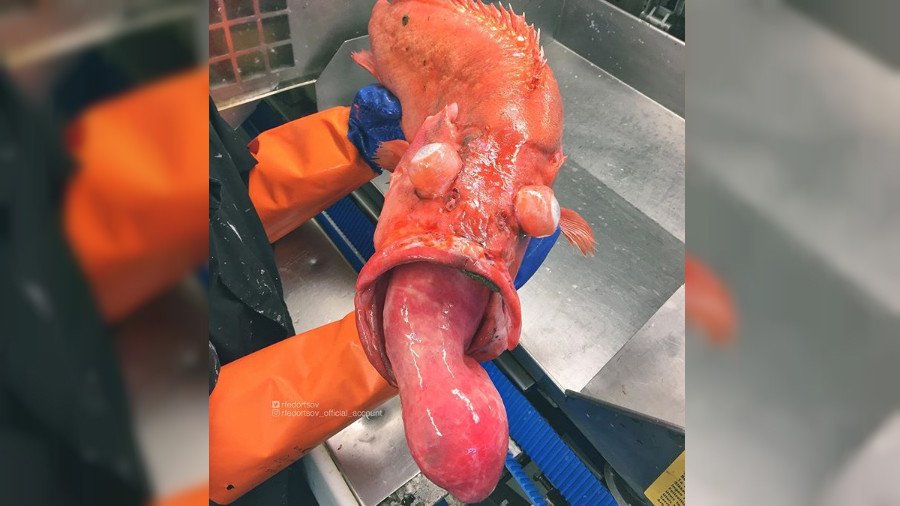 Insta-famous Russian fisherman returns with fresh haul of ghastly alien creatures from the deep