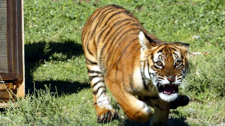  Tiger pursues terrified tourist ‘prey’ through wildlife park (VIDEO)
