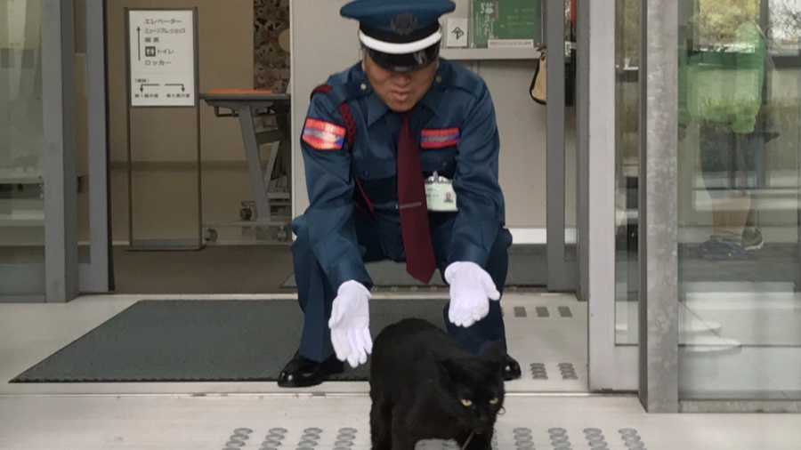Purr-severance: Cats went viral trying to gain entry to museum for 2 years (VIDEOS)