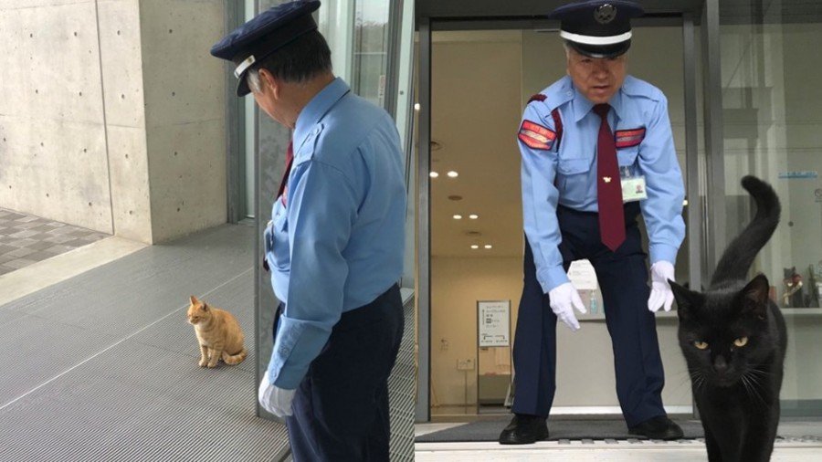 Russian ‘cat city’ invites culture-hungry felines barred from Japanese museum