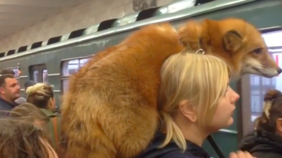 What the fox? Russian woman rides Moscow metro with unusual furry companion (VIDEO)