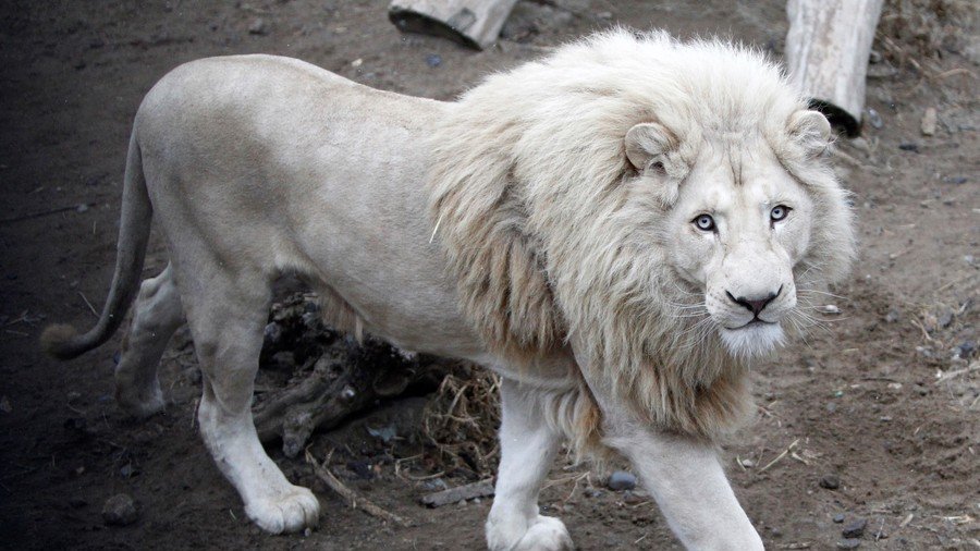 White lion Mufasa locked in bizarre custody battle, fears animal could be sold to hunters 
