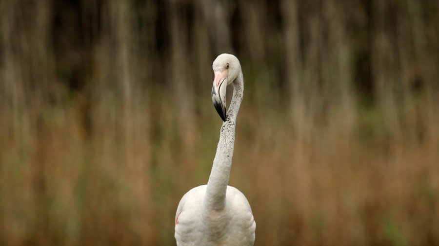 Frozen in flight: Flamingo rescued after crash landing in bitterly cold Siberia (VIDEO)