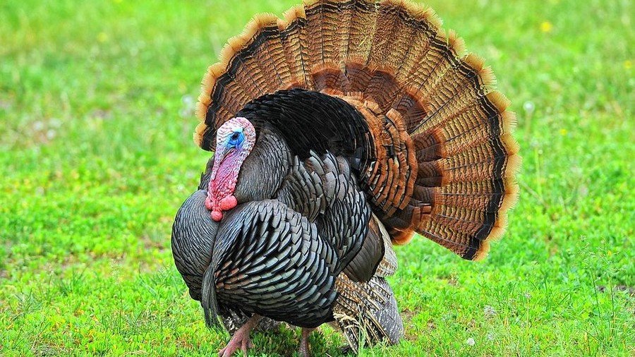 Turkey trauma: Rhode Island town held hostage by menacing bird (VIDEO)