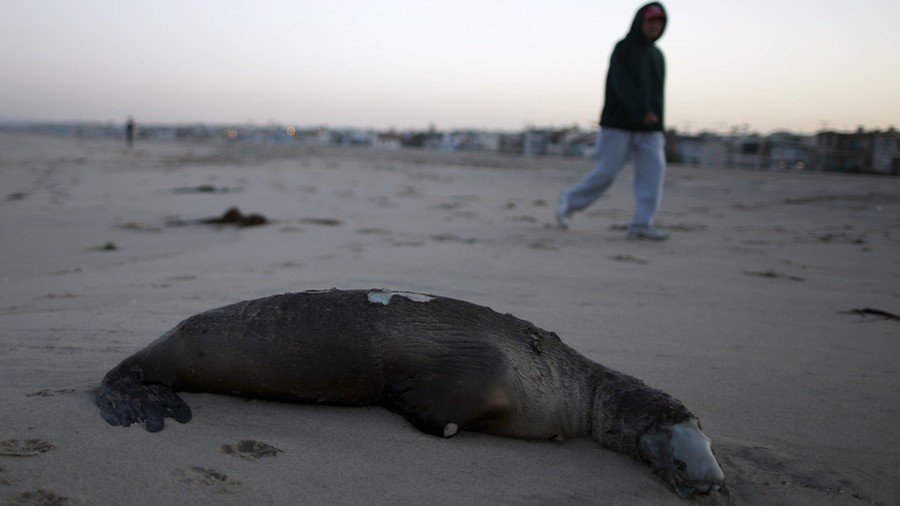 Mutilated and bullet ridden sea lions wash up on Washington shores (PHOTO)