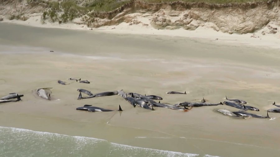 'Heartbreaking:' 145 pilot whales die after washing ashore on remote NZ beach (VIDEO)