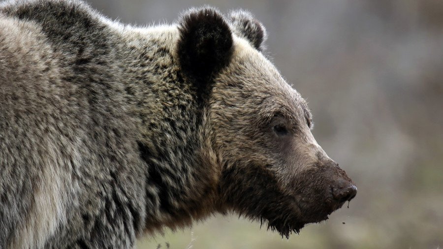 Trapper in Canada finds wife & baby daughter slain by bear he just shot