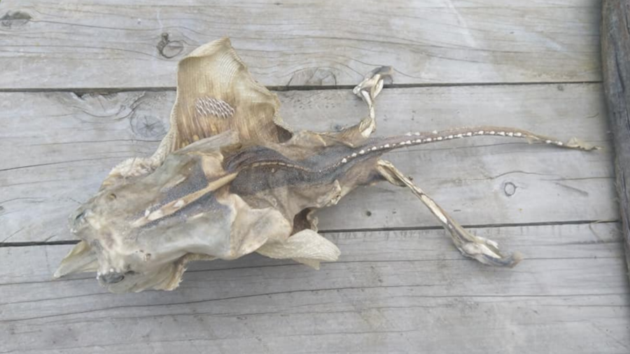 Fish, ray, alien?: Creepy creature washed ashore terrifies locals (PHOTOS)