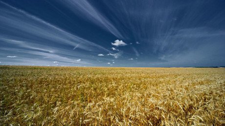 Russia’s grain exports surge more than 54% this year