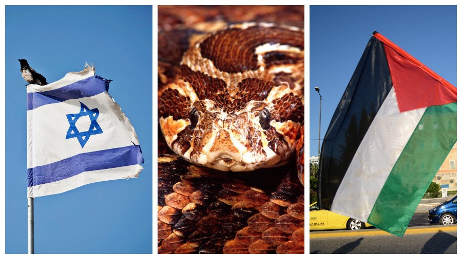 Snake of discontent: How reptile drives deeper wedge between Israel & Palestine (VIDEO)