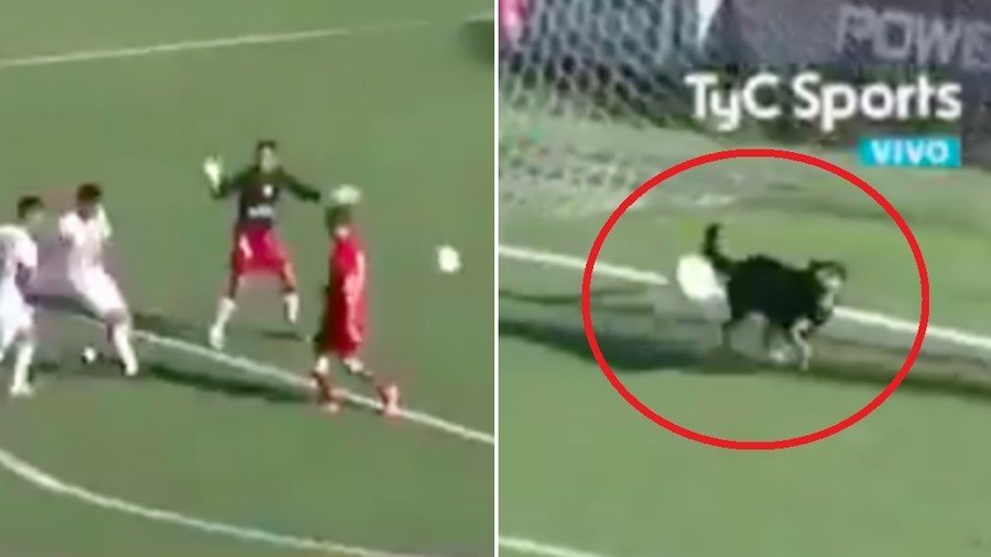 Perfect timing: Stray dog makes miraculous last-gap save in Argentinian league game (VIDEO)