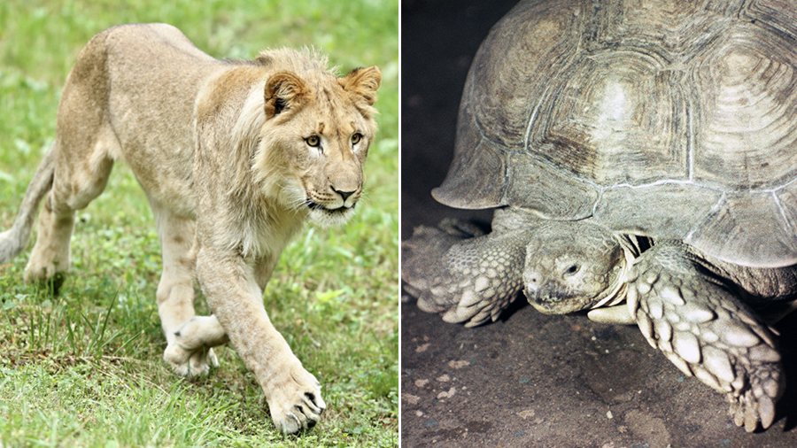Hero in a half-shell: Lions can’t crack crafty tortoise’s defenses (VIDEO)