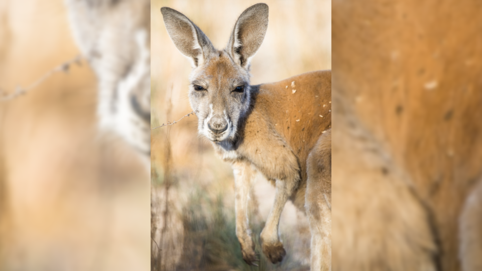 Wrath of the roo: Aussie man saves beer despite savage kick from ...