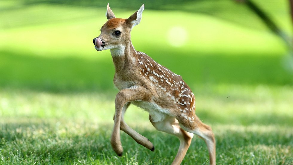 Man who killed 100s of deer is sentenced to watch cartoon classic Bambi ...