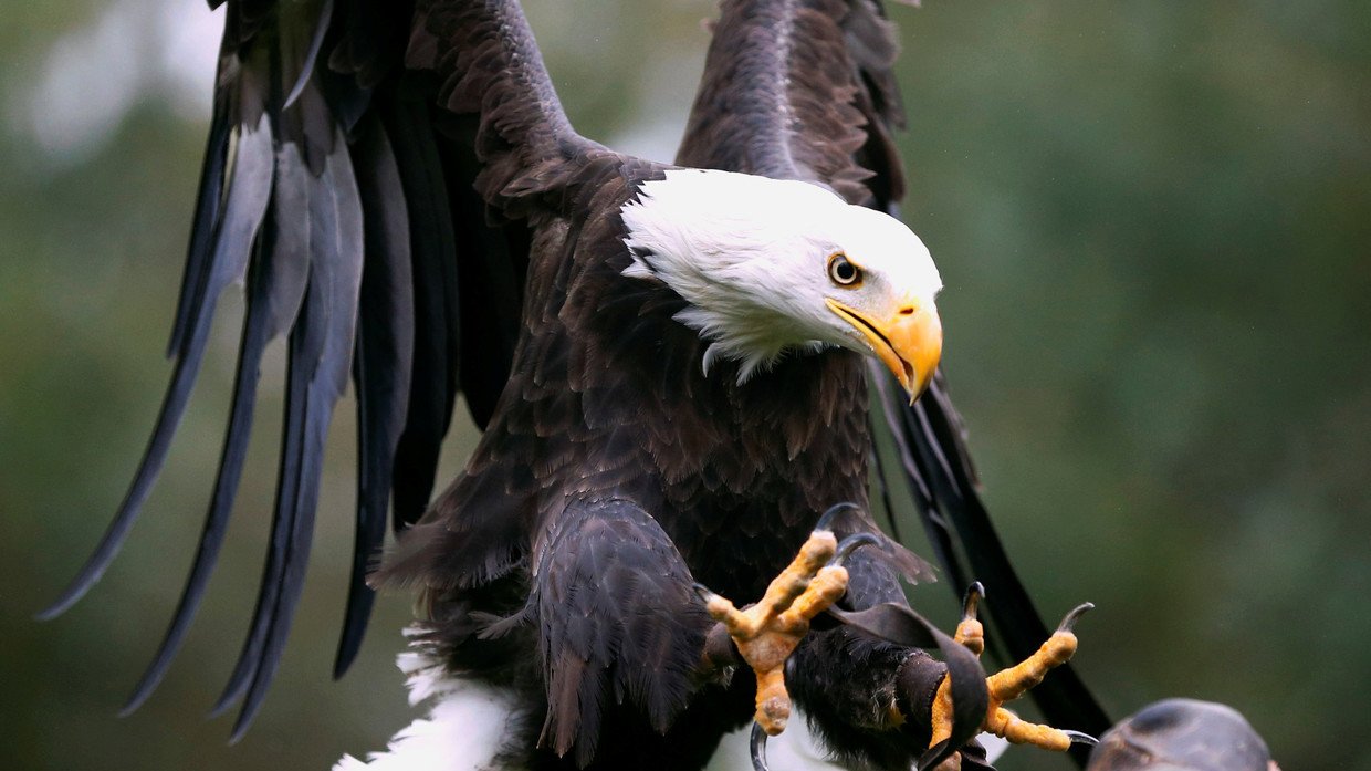 Bald eagle lands on arm of helpful Notre Dame fan at Cotton Bowl