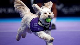 Paw-fect helpers! London tennis tournament uses adorable 'ball dogs' (PHOTOS/VIDEO)