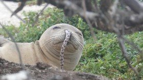 Snot funny: Endangered seals have an eely big problem (PHOTO)