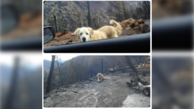 Loyal dog guards burned-down house weeks after California wildfire (VIDEOS, PHOTOS) 