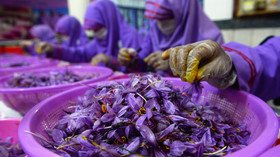 Red gold: Afghanistan’s booming & blooming saffron may become alternative to opium poppy trade